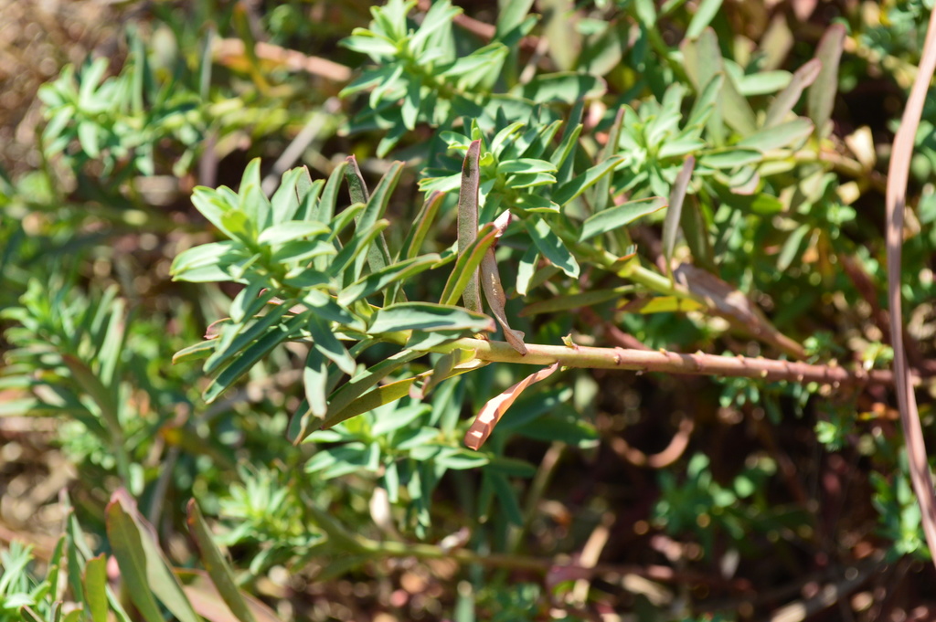 Euphorbia obtusifolia Poir. 2