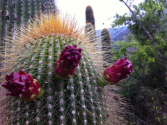 Cephalocereus polylophus