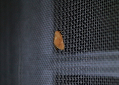 Apoda y-inversa