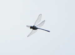 Somatochlora margarita