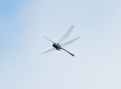 Somatochlora margarita