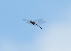 Somatochlora margarita