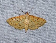 Polygrammodes flavidalis