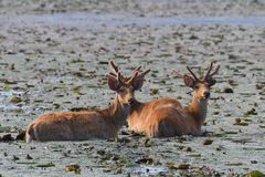 Rucervus duvaucelii duvaucelii
