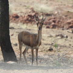 Gazella bennettii