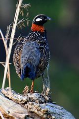 Francolinus francolinus