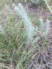 Artemisia carruthii