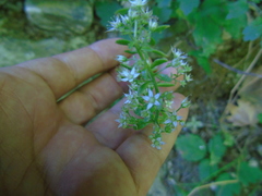 Sedum cepaea