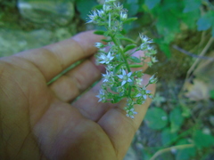 Sedum cepaea
