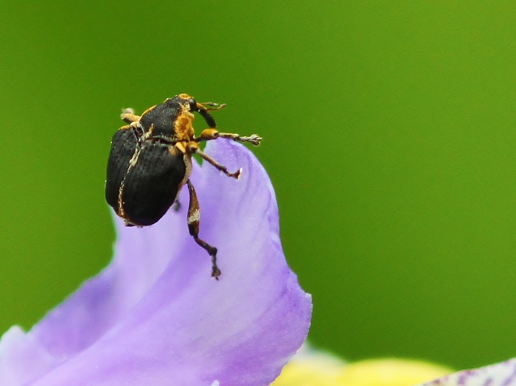iris weevil