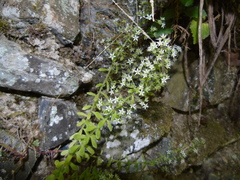 Sedum cepaea