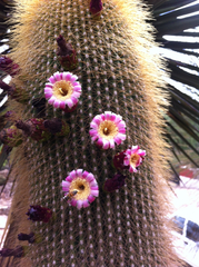 Cephalocereus polylophus