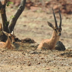 Gazella bennettii