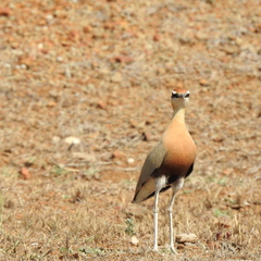 Cursorius coromandelicus