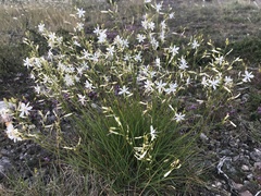 Anthericum ramosum