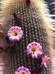 Cephalocereus polylophus