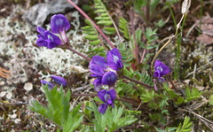 Oxytropis revoluta