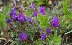 Oxytropis revoluta