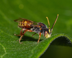 Nomada articulata
