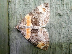 Dysstroma hersiliata