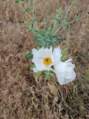 Argemone polyanthemos