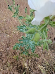 Argemone polyanthemos