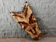 Phlogophora periculosa