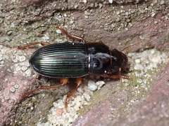 Harpalus smaragdinus