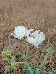 Argemone polyanthemos