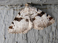 Macaria bitactata