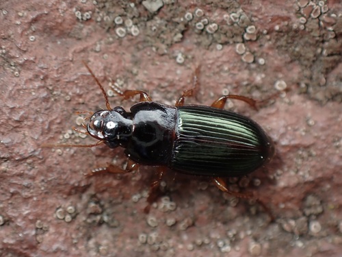Harpalus smaragdinus (Duftschmid, 1812)