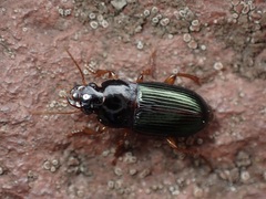 Harpalus smaragdinus