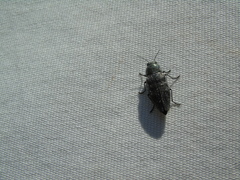 Buprestis