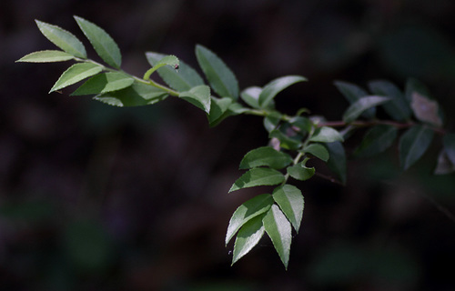 Huckleberry foliage