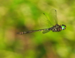 Somatochlora filosa