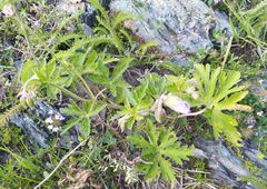 Geranium sergievskajae