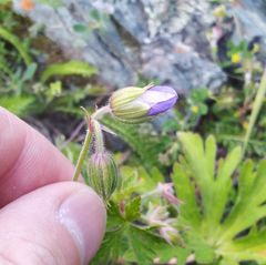 Geranium sergievskajae