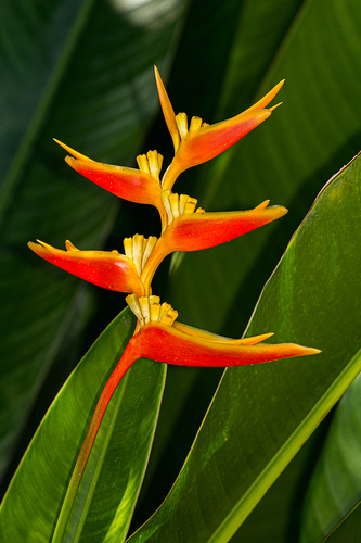 Heliconia × nickeriensis