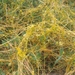 Field Dodder - Photo (c) tommy501, some rights reserved (CC BY-NC), uploaded by tommy501