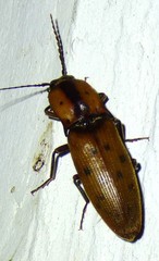 Conoderus xysticus