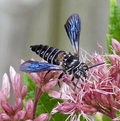 Coelioxys dolichos