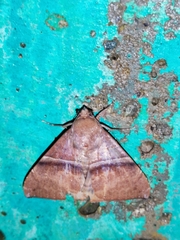 Ophisma