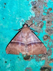 Ophisma