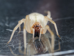 Cheiracanthium virescens