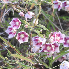 Oxystelma esculentum