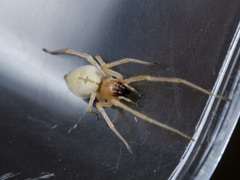 Cheiracanthium virescens