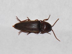 Diplostethus texanus