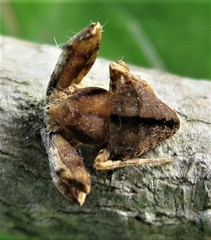 Ideocaira transversa