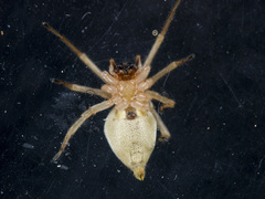 Cheiracanthium virescens