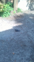 Columba livia domestica